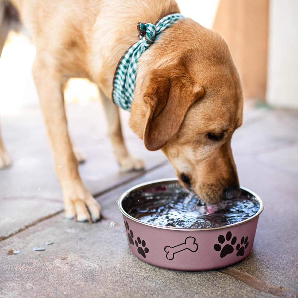 Bella Dog Bowls- Stainless Steel Dog & Cat Bowls - Spill Proof Dog Food Bowl, Cat Bowl, Puppy Essentials & Pet Supplies Great for Home & Travel (Small 10-20 Lbs, Grape)